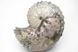Iridescent Ammonite w/ Fairburn Agate Stand - South Dakota #209705-3